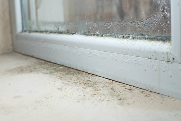 Best Basement Mold Removal  in Oakdale, PA